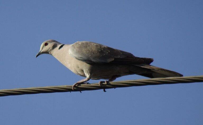 The Role of Political Debate Moderators