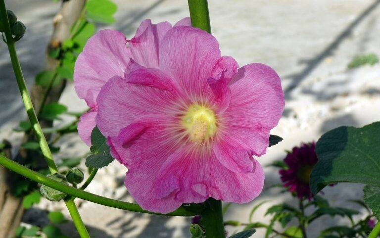 Understanding Political Campaign Strategies