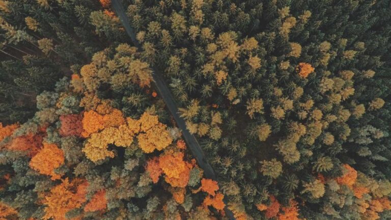 How Can I Complete 11Xplay Online Pro Sign-Up?